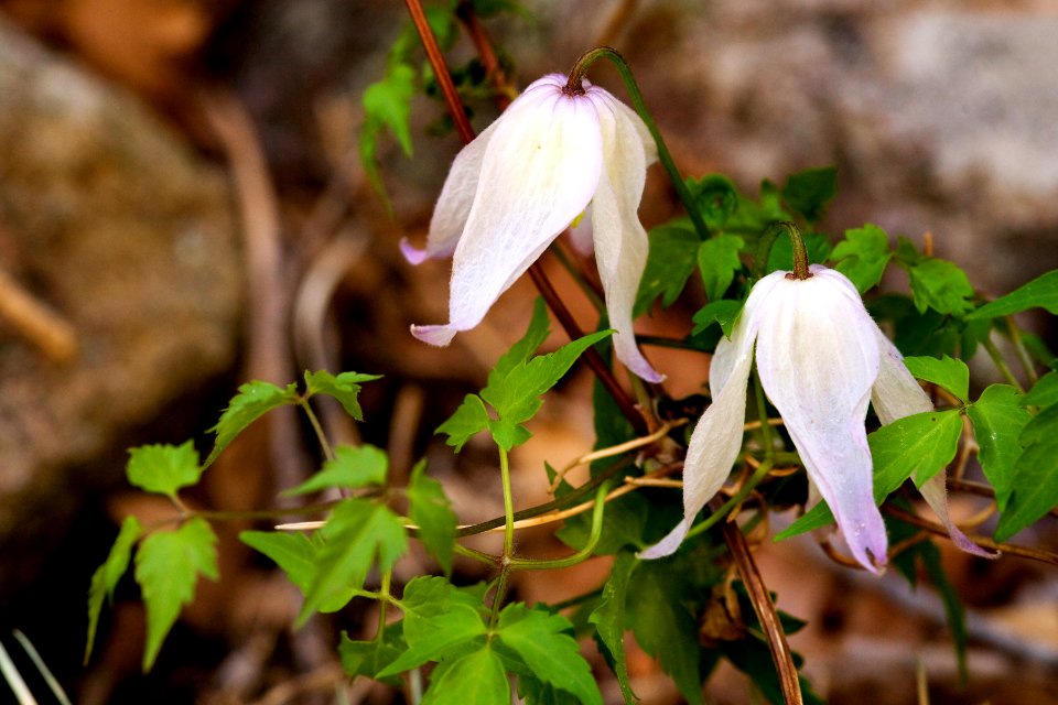 Clematis columbiana