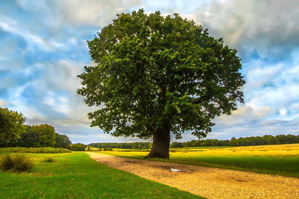 Tree park nature photo