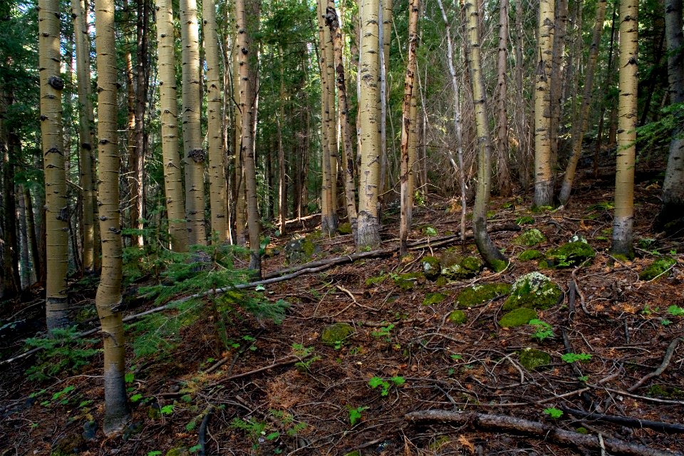 Near Bead Spring