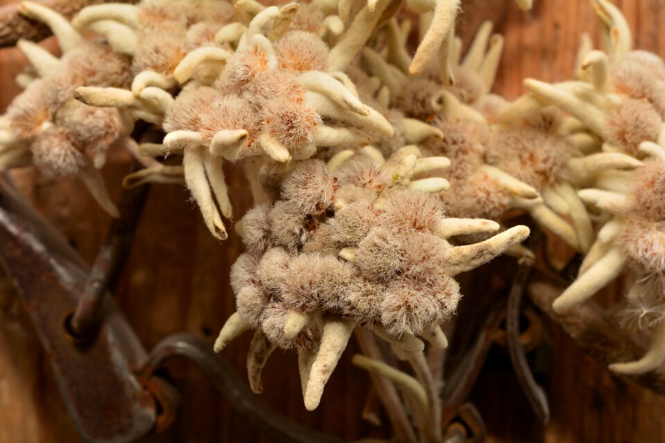 Dried alpine flower close up