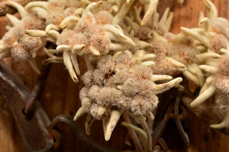 Dried alpine flower close up