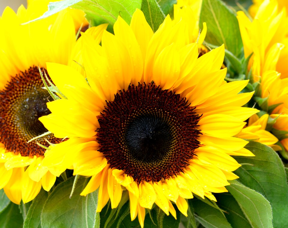 Summer nature plant