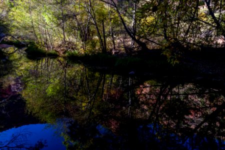 Fall color on Parsons Trail (November 8, 2017)