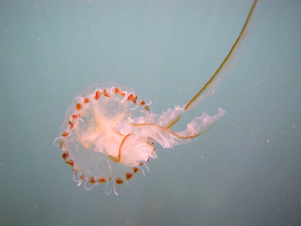IMGP1132g.JPG