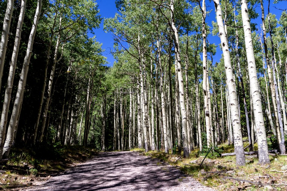 Inner Basin Trail