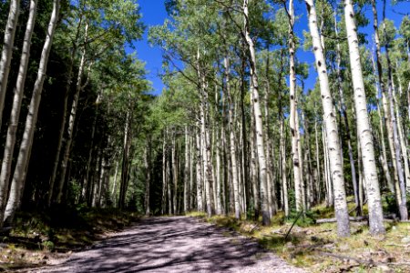 Inner Basin Trail photo