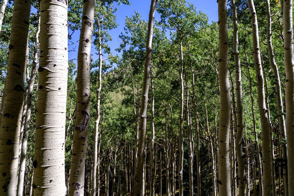 Inner Basin Trail: Below the Waterline