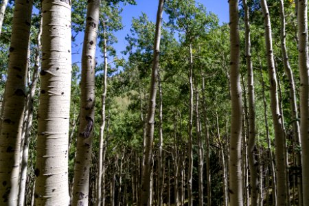 Inner Basin Trail: Below the Waterline photo