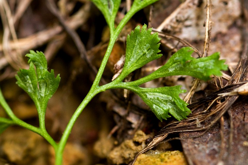 Asplenium ruta-muraria