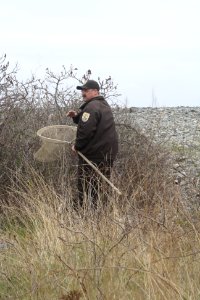 Searching for eiders