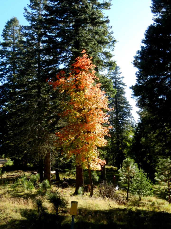 Fall color on the Mogollon Rim