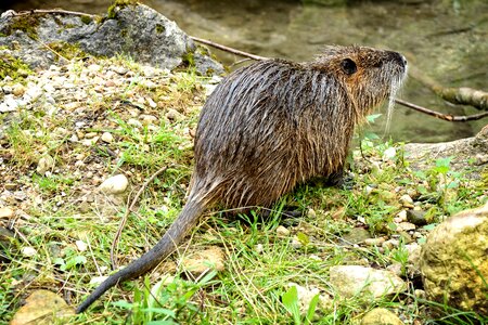 Rodent wild animal water photo