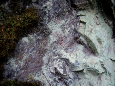 Lichen