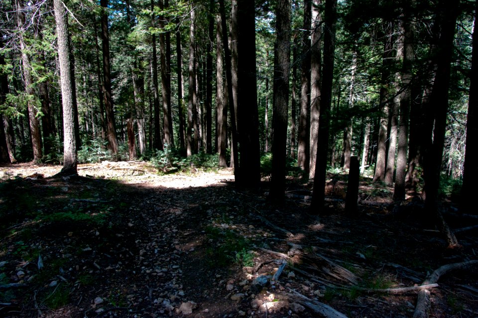Barbershop Trail No. 91
