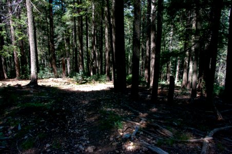 Barbershop Trail No. 91