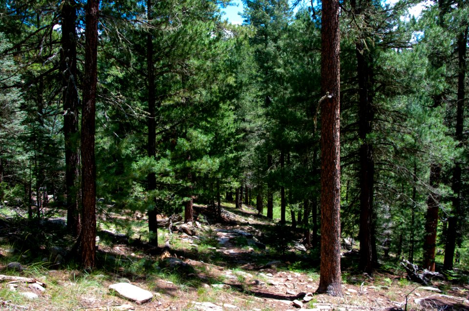Barbershop Trail No. 91