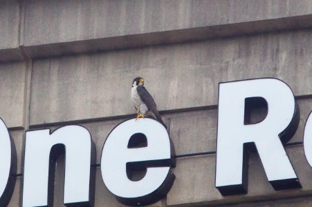 peregrine- processed-9091