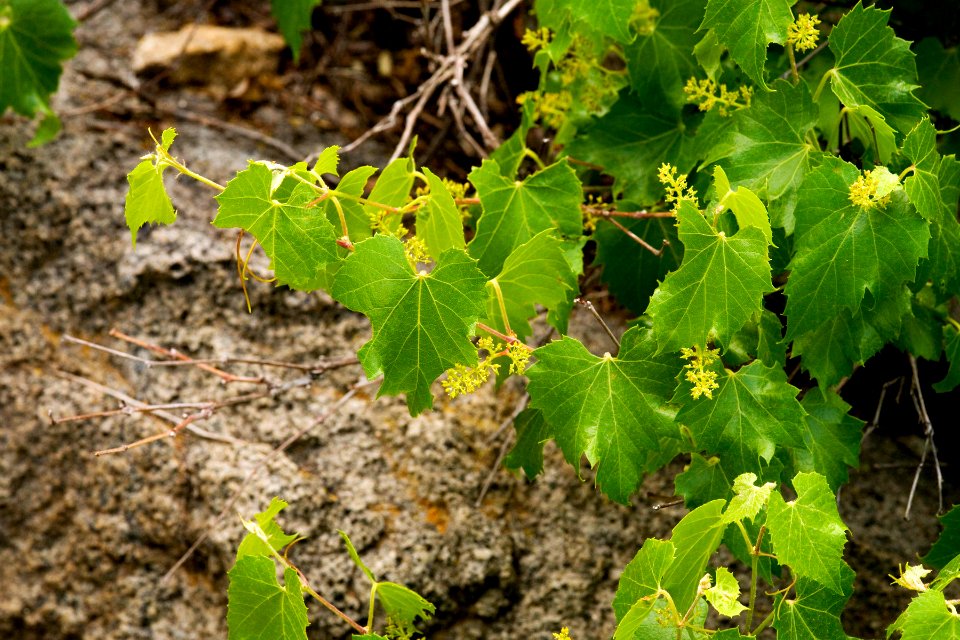 Vitis arizonica