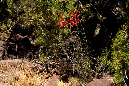 Penstemon ramosus