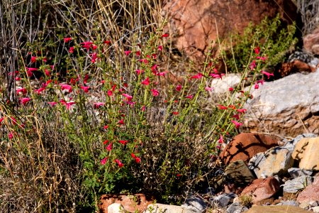 Salvia henryi