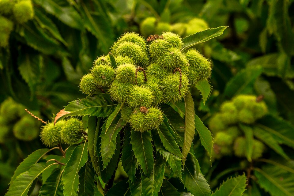 Chestnut tree nature