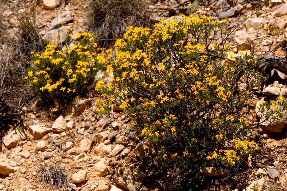 Chrysactinia mexicana