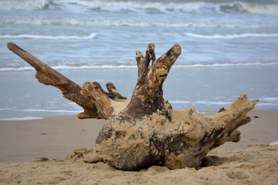 Wood nature flotsam