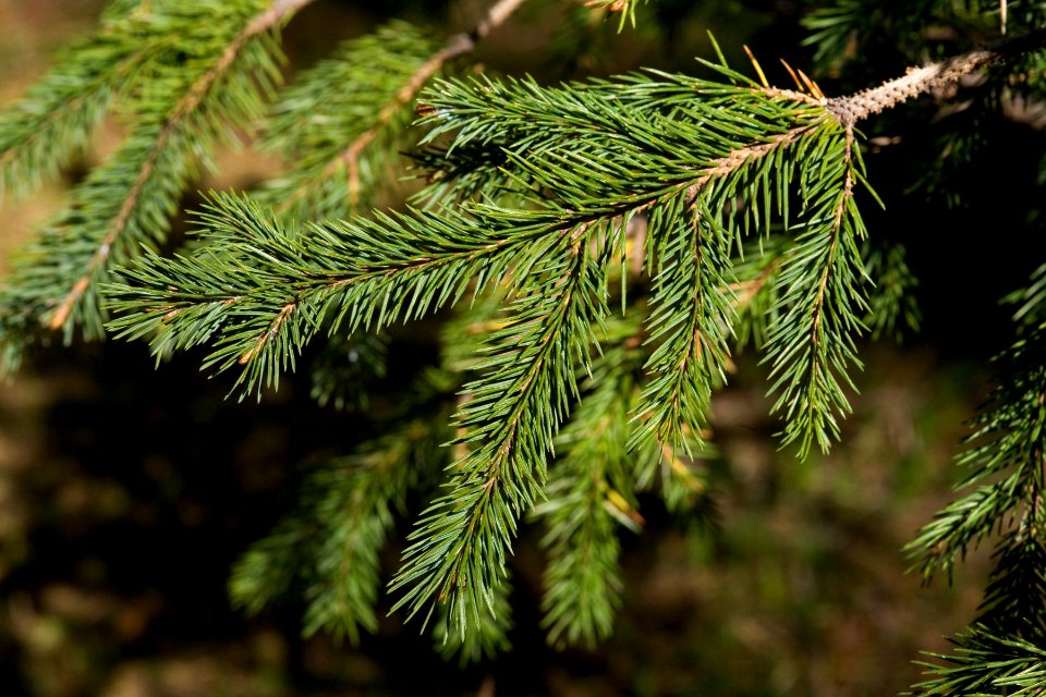 Picea engelmannii