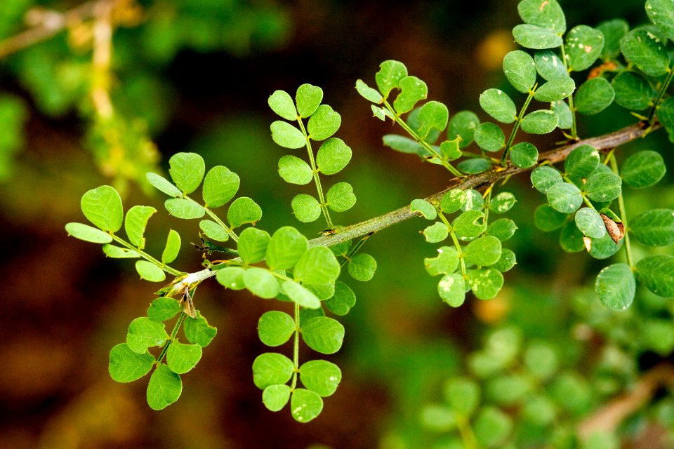 Senna wislizeni