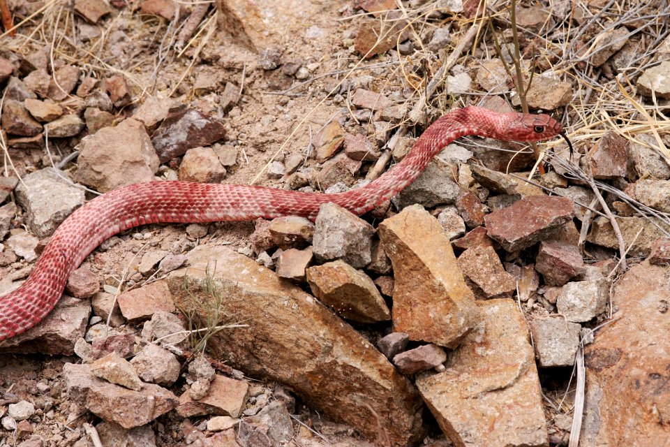 Masticophis flagellum