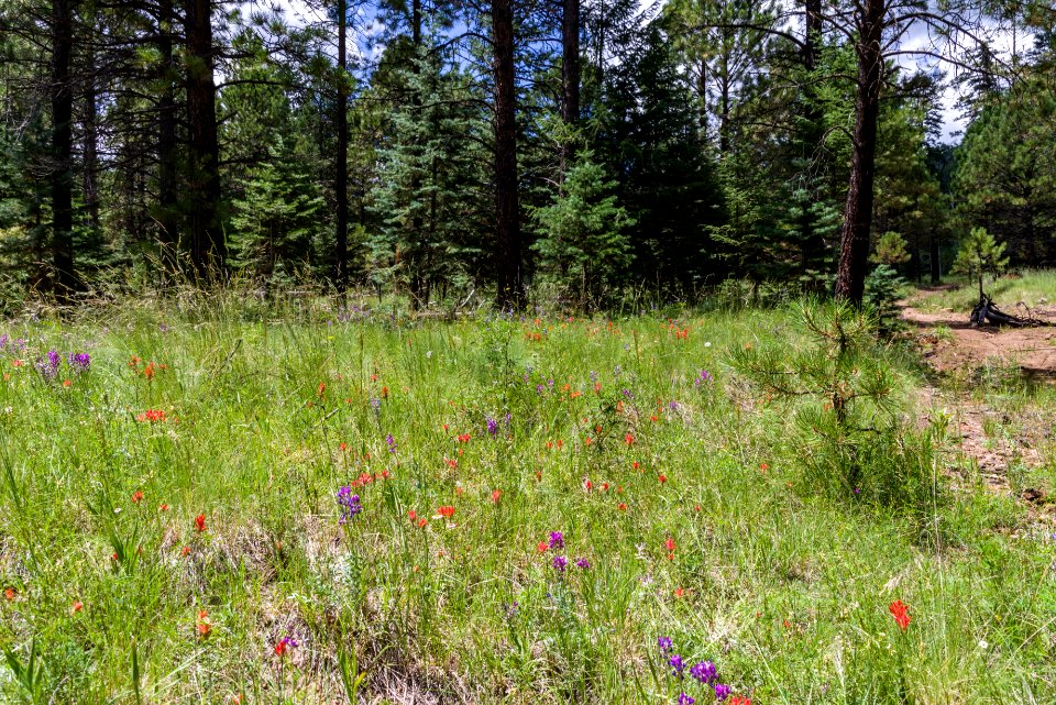 Weatherford Trail