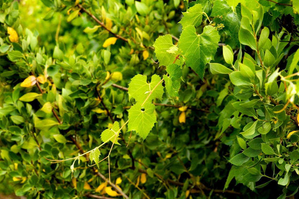 Vitis arizonica