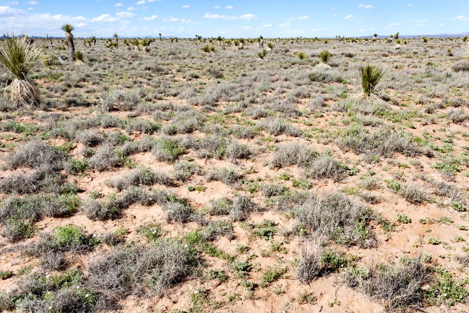 Northern Jornada del Muerto Plain