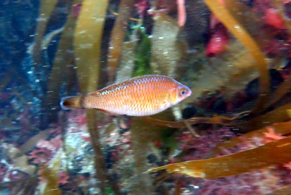 Rock cook (Centrolabrus exoletus)