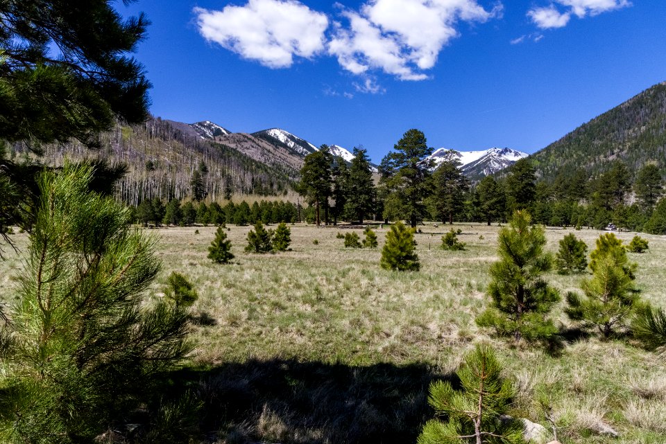 Lockett Meadow