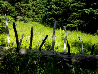 Humphreys Trail No. 51