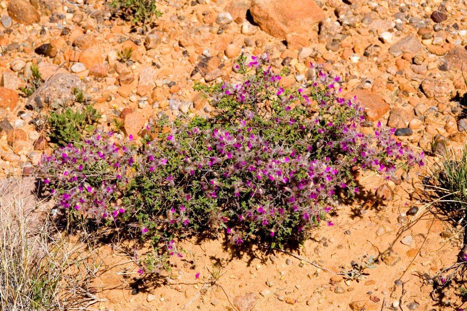 Dalea formosa