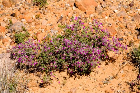 Dalea formosa