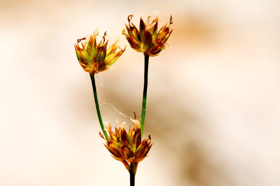 Juncus ensifolius