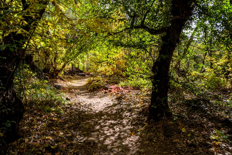 Waterfall Trail (November 14, 2017)