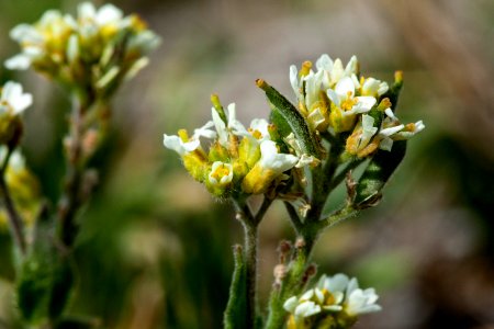 Draba cana