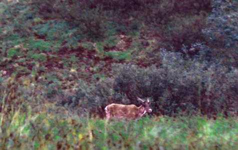 Soggy Caribou