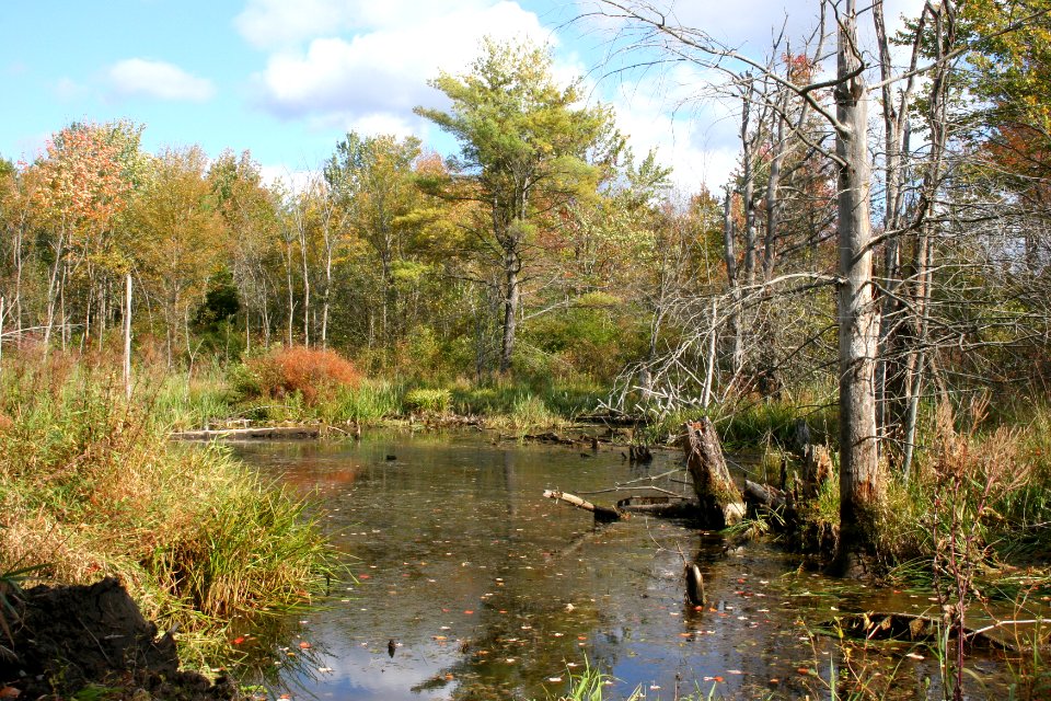 Fall scene at Great Bay NWR
