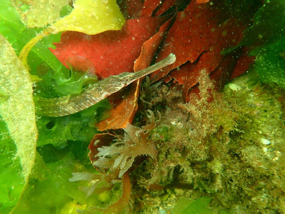 Greater pipefish (Syngnathus acus)