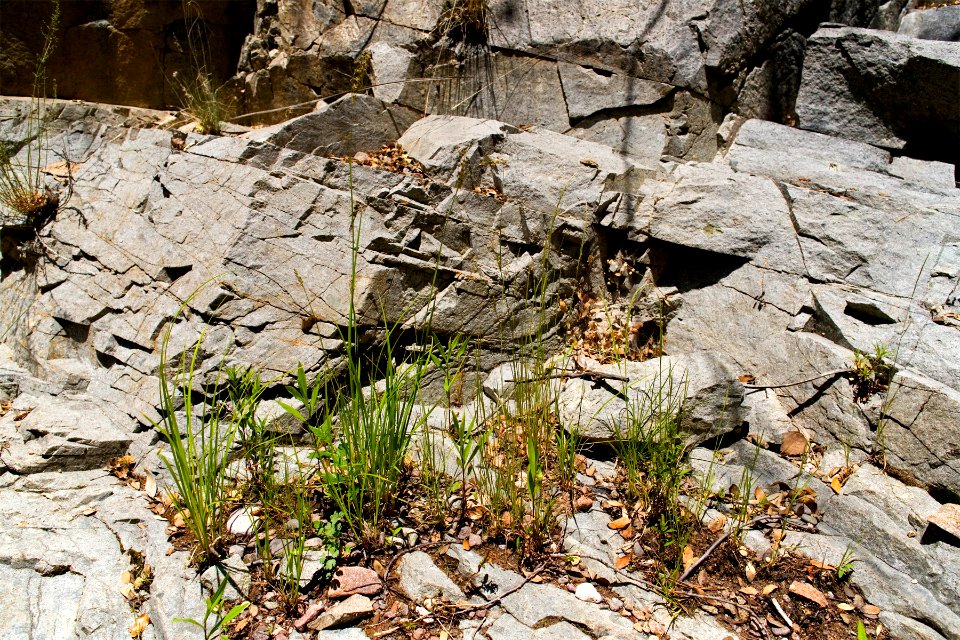 Juncus ensifolius
