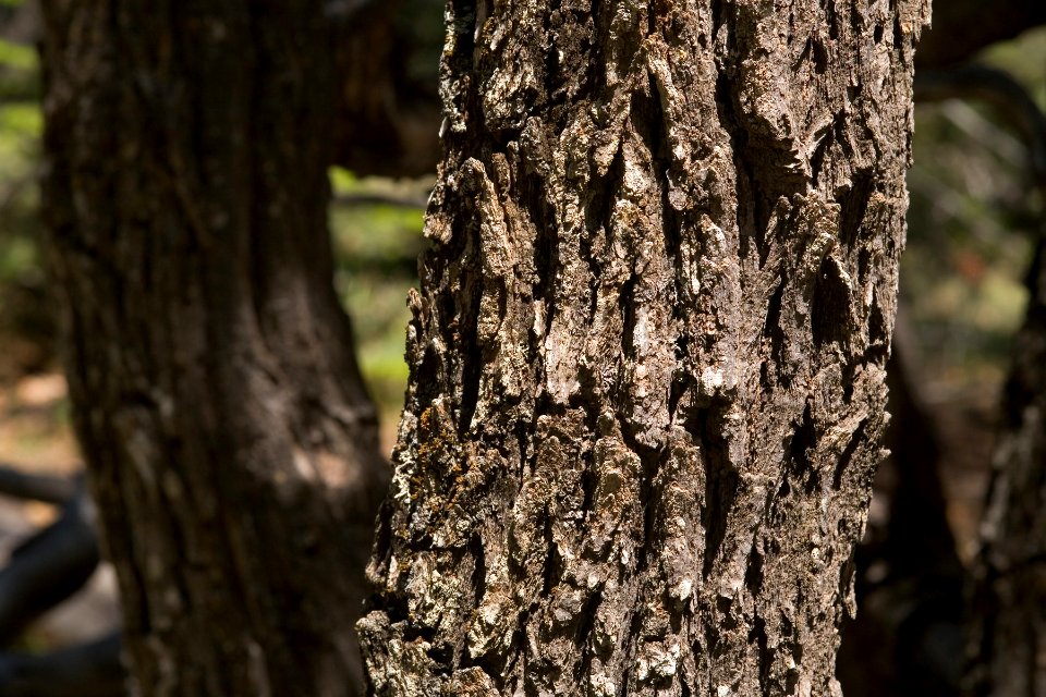 Quercus gambelii