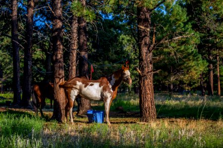 Little Elden Springs Horse Camp