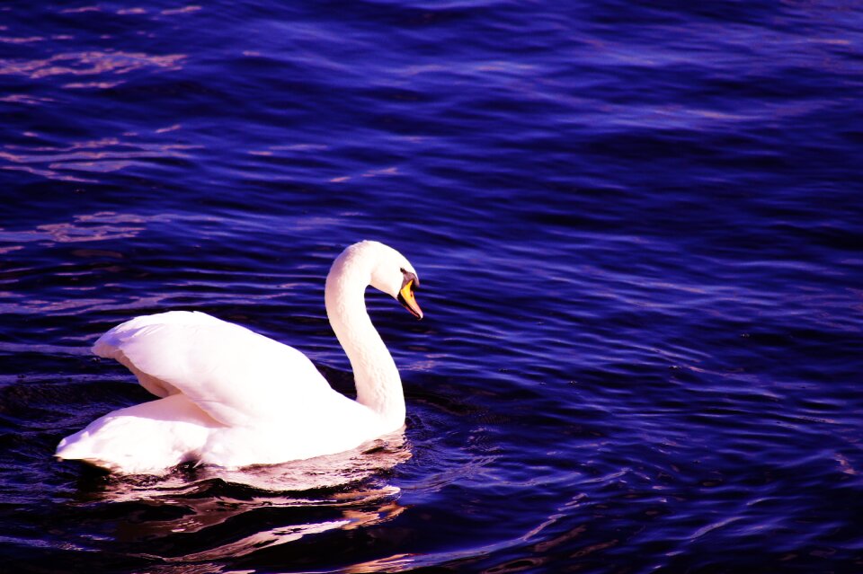 White bird water bird