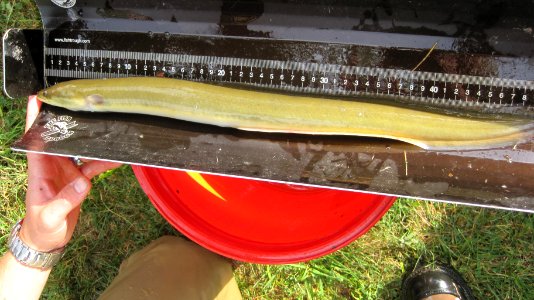 500 mm American eel