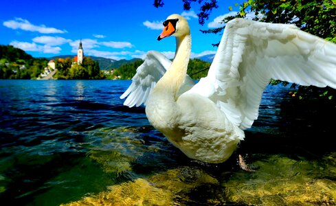 Lake bled slovenia central europe photo